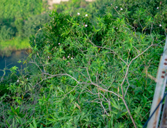 Rauvolfia
