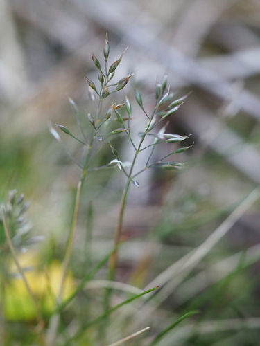 Agrostis aucklandica, 2023-01-13