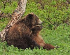 Ursus arctos beringianus