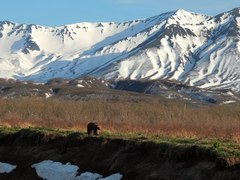 Ursus arctos beringianus