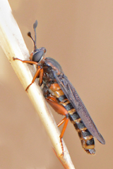 Phyllomydas parvulus