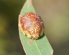 Paropsis tasmanica
