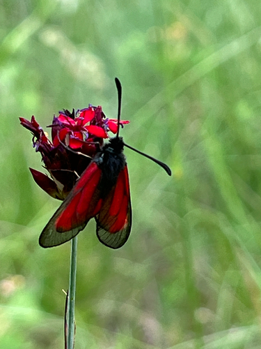 vretienka dúšková (Zygaena purpuralis)