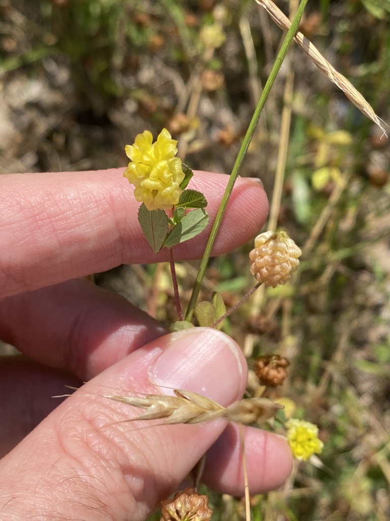 hop-trefoil-from-interstate-45-n-streetman-tx-us-on-may-30-2023-at