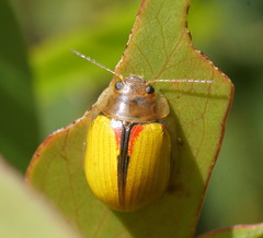 Paropsisterna hectica