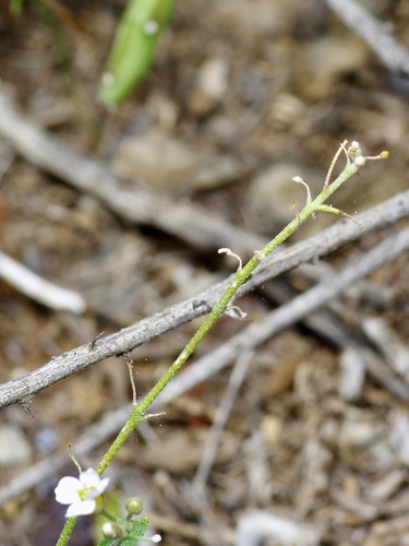 Image of Physaria purpurea by (c) Michelle W. （鍾偉瑋）, some rights reserved (CC BY)