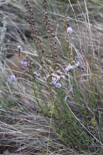 Selago flanaganii, photograph 1
