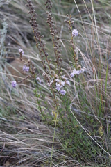 Selago flanaganii, photograph (c) Tony Rebelo, some rights reserved (CC BY-SA)