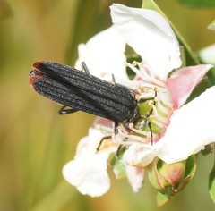 Pseudolycus haemorrhoidalis