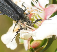 Pseudolycus haemorrhoidalis