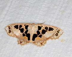Scopula divisaria