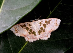 Scopula vicina