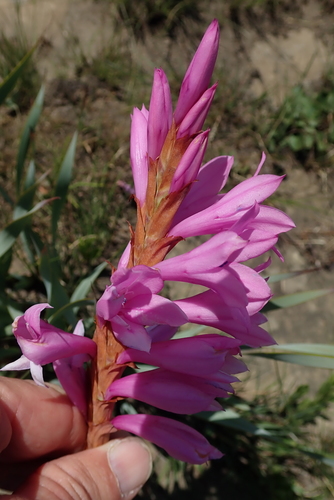Image of Watsonia pulchra by no rights reserved
