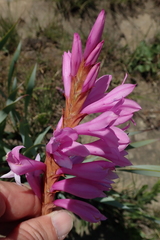 Watsonia lepida