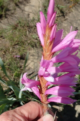 Watsonia lepida