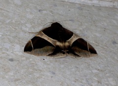 Bastilla crameri