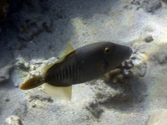 Cantherhines dumerilii