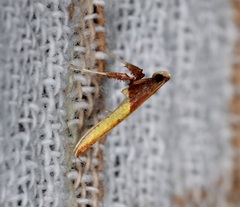 Caloptilia recitata