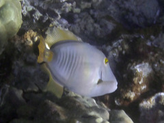 Cantherhines dumerilii