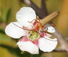 Stenoderus concolor