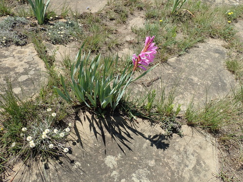 Image of Watsonia pulchra by no rights reserved
