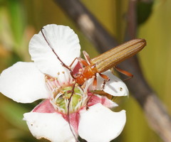 Stenoderus concolor