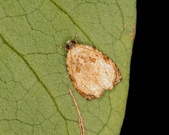 Sycacantha inopinata