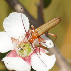 Stenoderus concolor