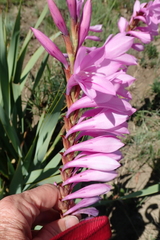Watsonia lepida