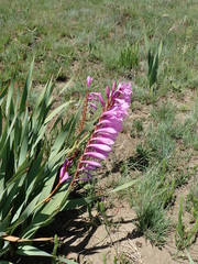 Watsonia lepida