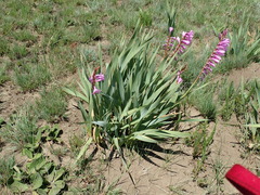 Watsonia lepida