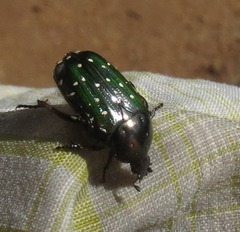 Leucocelis adspersa adspersa