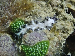 Maritigrella fuscopunctata