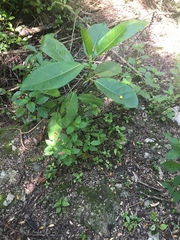 Ficus trigonata