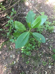 Ficus trigonata