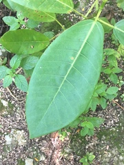 Ficus trigonata