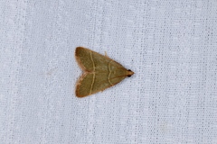 Hypsopygia nonusalis