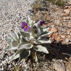 Solanum lasiophyllum