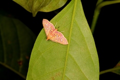 Ischnurges gratiosalis
