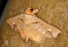 Lopharthrum comprimens