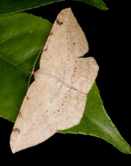 Luxiaria amasa
