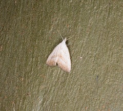 Meganola brunellus