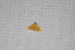 Notarcha aurolinealis