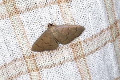Omiodes tristrialis
