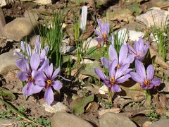 Crocus sativus