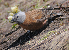 Leucosticte tephrocotis littoralis