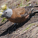 Hepburn's Rosy-Finch - Photo (c) Steven Mlodinow, some rights reserved (CC BY-NC)