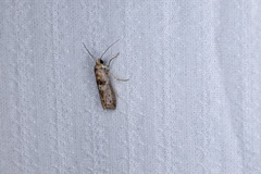 Indomyrlaea ferreotincta