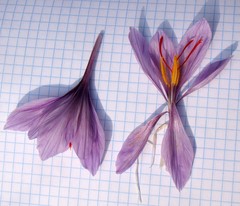 Crocus sativus