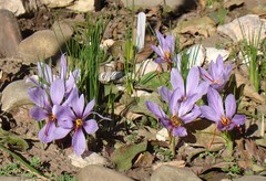 Crocus sativus